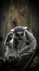 Zoo Tiere