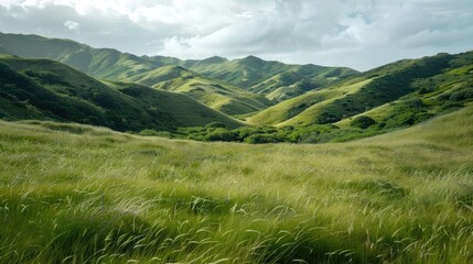 Obraz premium Lush grasslands covered the hills