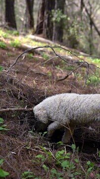 Lagotto Romagnolo dog, truffle hunting breed. Looking for truffles with its owner in the forest. Specialized dog at work. Dog walking outdoors. Dog is digging ground. Vertical video