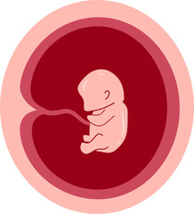 Human embryonic development 4 month 