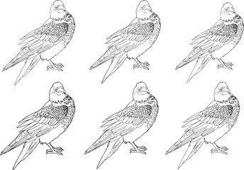 Set Realistic Line art raven white crow animal illustration coloring book clip art design holographic feather outline drawing contour sketch Halloween bird design albino mammal wild nature hand drawn