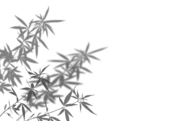 Obraz premium Shadow of a cannabis bush isolated on a white background. Overlay effect for photo, mockup, posters, wall art. Shadow for natural light effects.