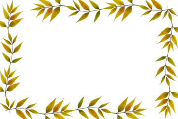 Dry pressed leaves of ash tree as a frame isolated on white background. Design element for creating collage or design, cards and invitations. Pressed floristry (oshibana). Overlay background.