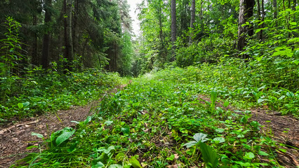 Fototapeta premium Summer Pine Forest