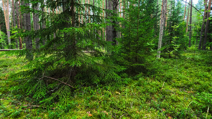 Summer Pine Forest