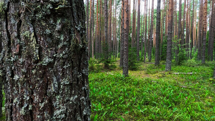 Summer Pine Forest