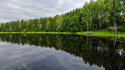 Forest by the lake on a beautiful summer day