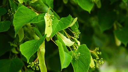 Green leaves close-up in summer