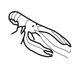 crustacean animal marine natural craw langoustines
