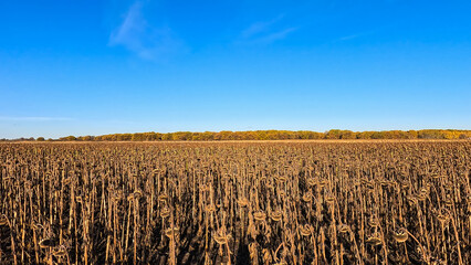 Agricultural field of dry ripe sunflower on an autumn sunny day