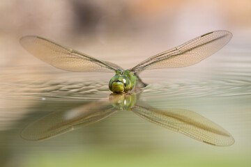 Anax imperator