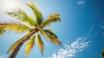 Palm tree against blue sky