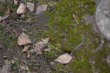young green grass next to an old rusty sewer manhole.
