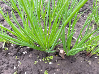 Obraz premium spring background: young green onion leaves are growing