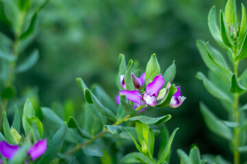 single photo with violet flower on green bokeh background