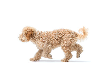 Cute Poodle walking, side view