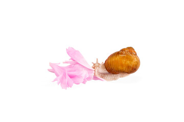 snail and pink flower petals isolated on white