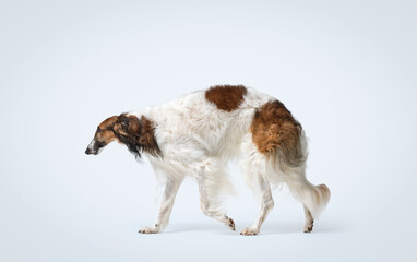 Portrait of a Borzoi walking