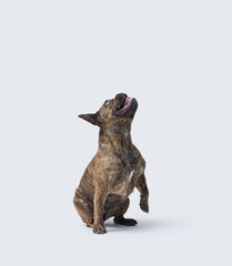 Lovely French Bulldog posing on white background