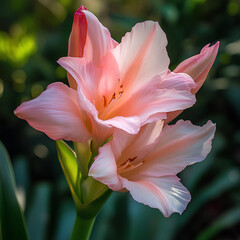 Fototapeta premium pink lily flower