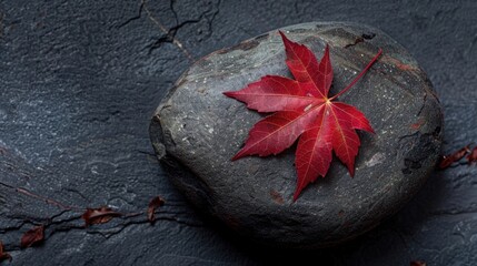 Red maple leaf resting on a dark gray stone