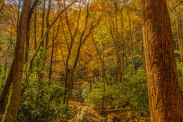 Fall landscape framed by two trees in Rocky Fork State Park in Tennessee