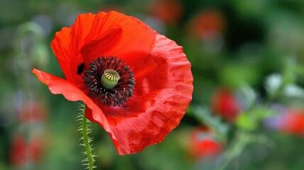 Red Poppy Flower Against a Background