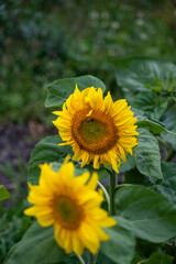 Sunflower is a plant in the garden in the village. Two sunflowers