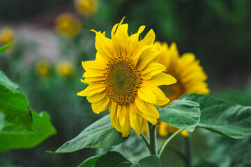 Obraz premium Sunflower is a plant in the garden in the village. Two sunflowers