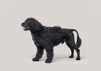 Portrait of a beautiful Cao de Agua dog breed, side view