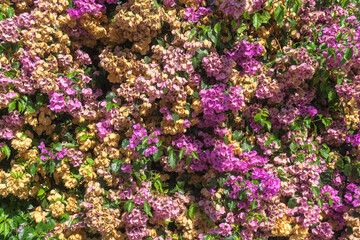 Fototapeta premium Pink and yellow flowers on the tree