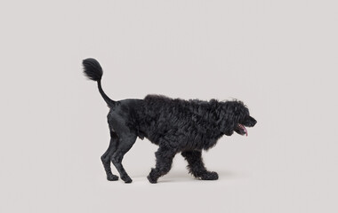 Portrait of a beautiful Cao de Agua dog breed, side view
