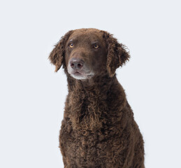 Happy Curly-Coated Retriever, dog portrait