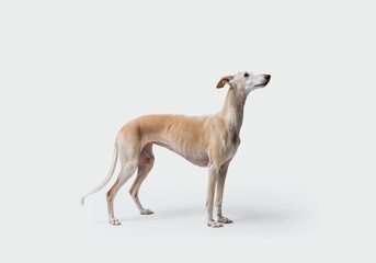 Portrait of a Galgo Spanish Greyhound dog