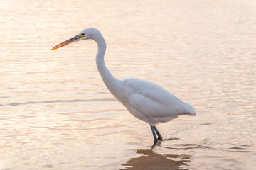 Great egret (Ardea alba), a medium-sized white heron fishing on the sea beach