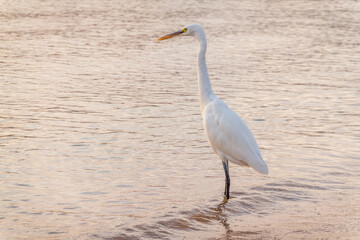 Great egret (Ardea alba), a medium-sized white heron fishing on the sea beach
