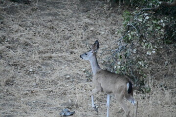 deer in the woods