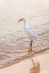 Great egret (Ardea alba), a medium-sized white heron fishing on the sea beach