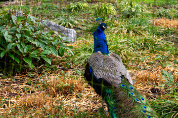 Obraz premium Vibrant Peacock in Natural Habitat