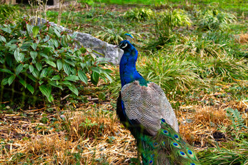 Obraz premium Vibrant Peacock in Natural Habitat