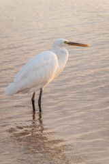 Great egret (Ardea alba), a medium-sized white heron fishing on the sea beach