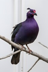 Purple Swamphen Bird Perched on a Branch on White Background, Realistic Photo, Wallpaper, Cover and Screen for Smartphone, Cell Phone, Computer, Laptop, 9:16 and 16:9 Format