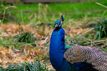 Obraz premium Vibrant Peacock in Natural Habitat