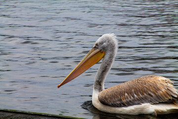 Pelican Swimming in Calm Waters