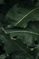 Dark large grass leaves nearby. Dried grass. Low contrast. Grass background