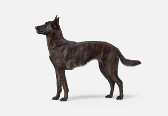 Dutch Sheperd standing side view