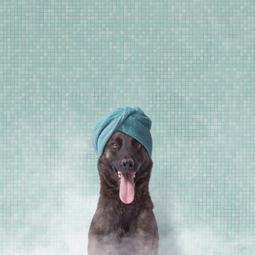 Relaxed dog having a bath and a sauna treatment
