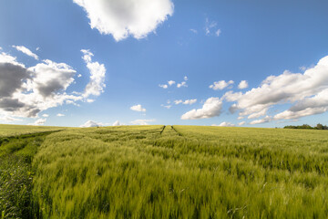 Obraz premium Feldlandschaft in Deutschland