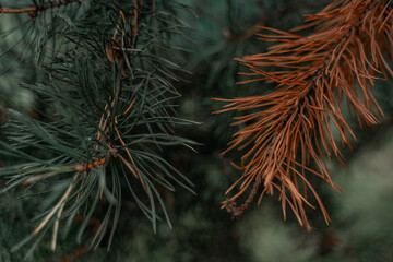 The fir branches are dark green in color. A dry fir branch. Dry fir needles