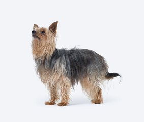 Portrait of a senior female Yorkshire Terrier dog